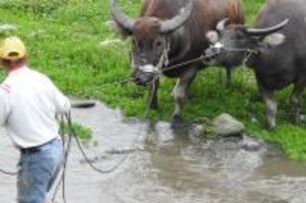 防落跑牛隻造成意外事故　台東放牧飼養家畜管理自治條例11/29生效