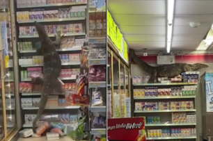驚！泰國的超市來了位「很大的顧客」！路人嚇瘋尖叫