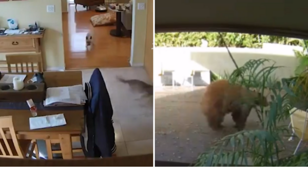棕熊闖入網友家中覓食，遭兩隻小狗「追殺」拔腿就溜！網友：其實打得過，只是做賊心虛嚇跑了