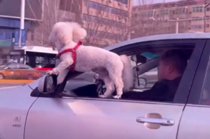 最拉風的狗？狗狗站在車窗外迎風狂奔！網友喊話交通警察：快點來幹活了！
