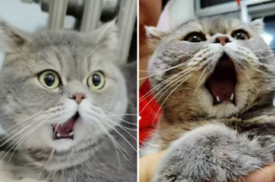 震驚貓！貓咪一臉震驚嘴巴合不上...原來是打哈欠「下巴脫臼」了！網友：快趁現在把牠牙給刷了！