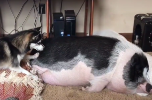 顧名思義的 「豬朋狗友」，當活潑好動的二哈遇到嗜睡的豬，網友： 「我叫另一半起床就是這個樣子！」