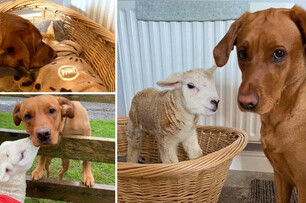 跨越物種的感情！拉布拉多貼心呵護成功拯救了瀕死的小羔羊