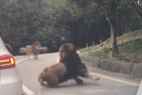 路上遇到兩隻獅子打架，車輛被誤傷找誰賠？ 車主：這種情況能打電話請保險公司來現場看嗎？