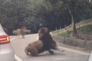 路上遇到兩隻獅子打架，車輛被誤傷找誰賠？ 車主：這種情況能打電話請保險公司來現場看嗎？