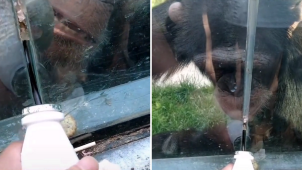 動物園的猩猩竟私藏吸管，並用手語示意遊客分享飲料喝，網友： 「這猩猩成精了！」