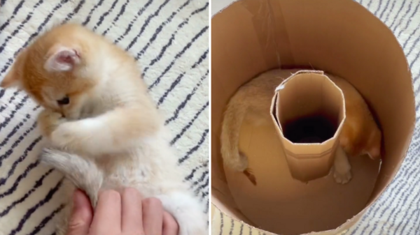 貓奴用紙箱給貓咪自製簡易跑步機，網友：這不是滾筒洗衣機嗎？