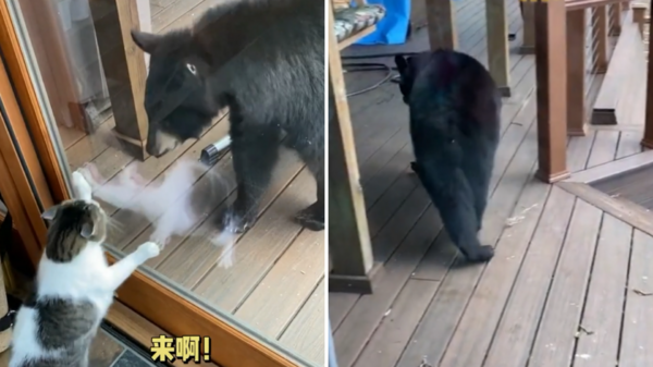 黑熊闖入一戶人家，貓咪立刻開啟「派慶慶」看家模式，嚇得黑熊只能落荒而逃