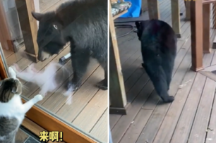 黑熊闖入一戶人家，貓咪立刻開啟「派慶慶」看家模式，嚇得黑熊只能落荒而逃