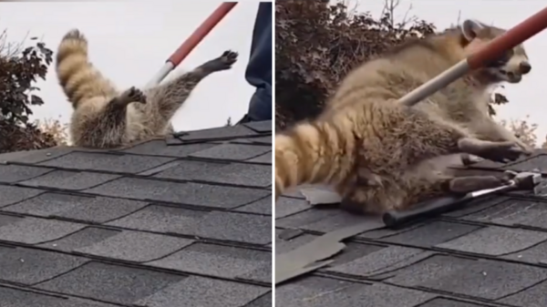 小浣熊想要從屋頂的破洞鑽進屋子，結果因為太胖卡住，使勁渾身解數才將其救出……