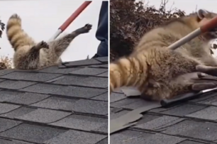 小浣熊想要從屋頂的破洞鑽進屋子，結果因為太胖卡住，使勁渾身解數才將其救出……