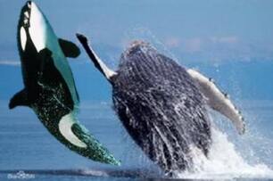 座頭鯨每天只會做三件事：吃飯、睡覺和 「打虎鯨」，究竟牠們之間有什麼深仇大恨呢？