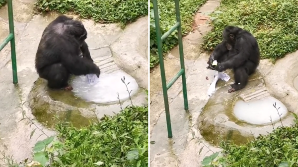 成精了！黑猩猩平時最愛「洗衣服」，被評為動物界「勞模」，飼養員：牠模仿我們，一學就會