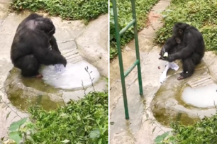 成精了！黑猩猩平時最愛「洗衣服」，被評為動物界「勞模」，飼養員：牠模仿我們，一學就會