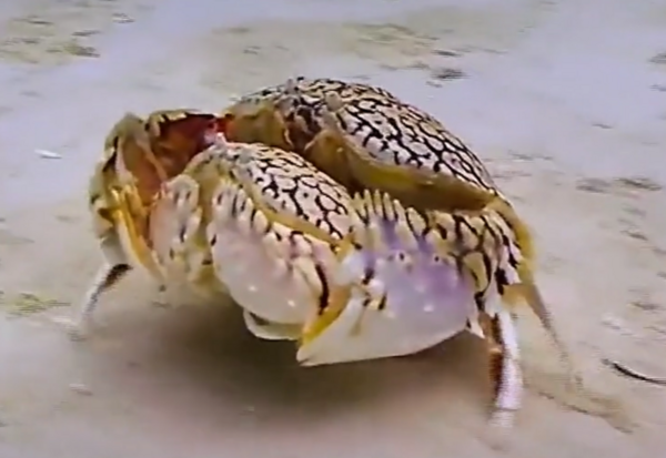 逃亡時會抱著母蟹一起逃，被譽為海洋界「寵妻狂魔」的饅頭蟹，其實就是個不擇不扣的 「渣男」？！