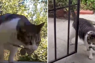 國外女網友發現自家的貓咪喜歡順走鄰居家的東西送給自己，網友： 「貓咪真的很愛主人」