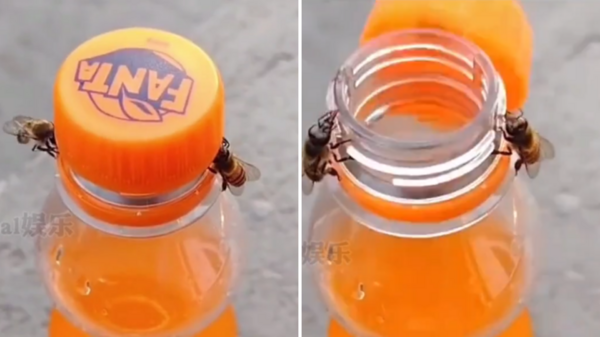 成精了？兩隻蜜蜂默契十足地合夥擰開瓶蓋 ，網友： 「確定不是在拍動畫片嗎？」