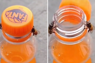 成精了？兩隻蜜蜂默契十足地合夥擰開瓶蓋 ，網友： 「確定不是在拍動畫片嗎？」