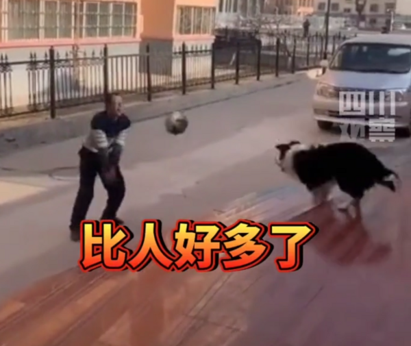 邊牧和警衛大叔打排球，路人：狗狗的技術簡直比人好太多了！