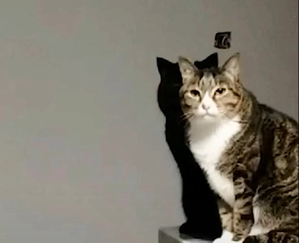 網友家裡的兩隻貓咪一直神同步，網友 ： 「 不說，還以為影子長眼睛了」