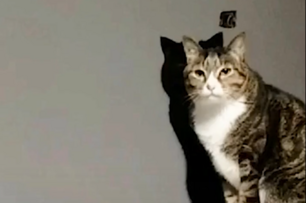 網友家裡的兩隻貓咪一直神同步，網友 ： 「 不說，還以為影子長眼睛了」