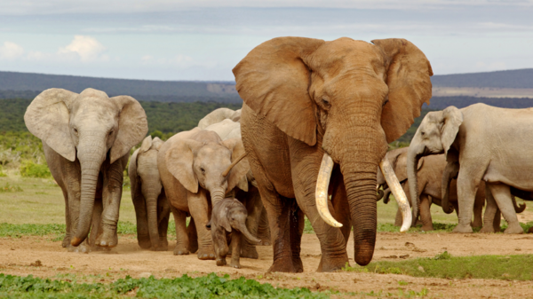 你知道大象除了用叫聲溝通外，還能用 「腳」來溝通嗎？來看看失散小象是如何歸隊的