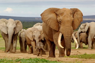 你知道大象除了用叫聲溝通外，還能用 「腳」來溝通嗎？來看看失散小象是如何歸隊的