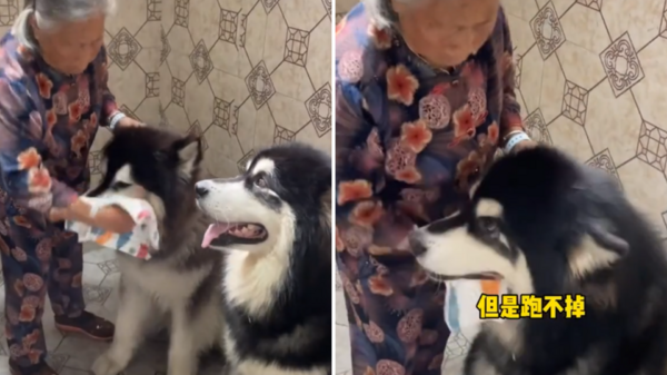 奶奶給狗子洗臉是這樣的……網友：小時候都是這樣被洗過來的