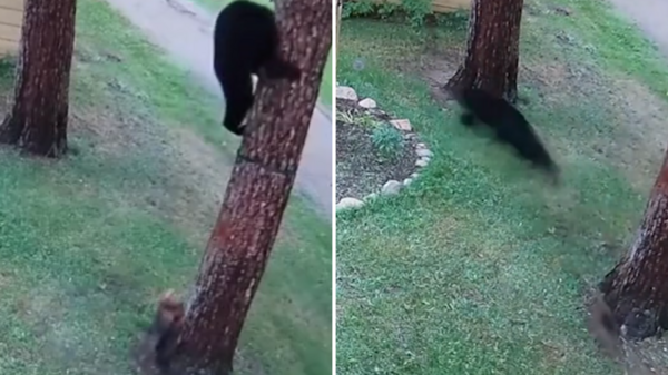 真·熊！美國一黑熊闖入居民家，被小狗嚇得爬到樹上不敢下來……