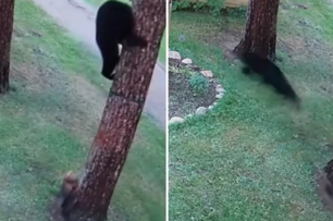 真·熊！美國一黑熊闖入居民家，被小狗嚇得爬到樹上不敢下來……