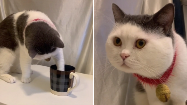 貓咪用主人的杯子洗手後遭主人報復，網友全笑翻：這招夠狠！