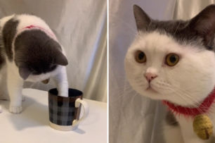 貓咪用主人的杯子洗手後遭主人報復，網友全笑翻：這招夠狠！