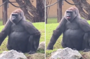國外一女子向猩猩打招呼，遭「吐舌頭」敷衍，網友：也想這樣被對待