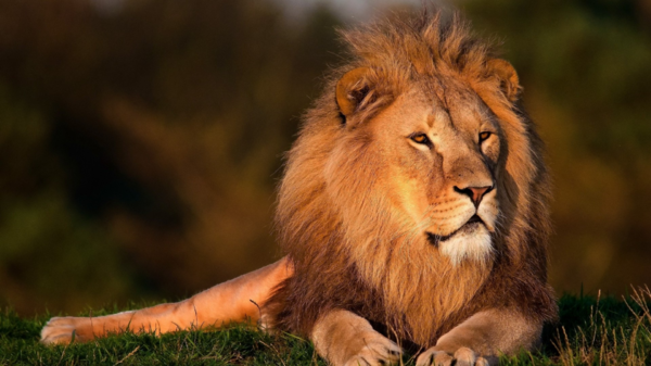 大陸市民報警稱有獅子，警察趕到後矇圈了！網友：「獅子感覺被汙辱了」