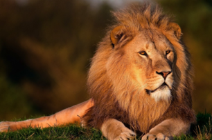 大陸市民報警稱有獅子，警察趕到後矇圈了！網友：「獅子感覺被汙辱了」