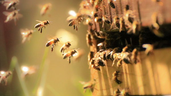 美國女子竟毫無防護徒手幫野生蜜蜂搬家，網友大讃「蜂語者」