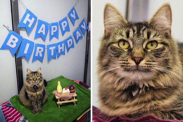 「貓咪辦生日會卻沒人現身？」40張痛苦的照片，每張都讓人直呼：好難受！