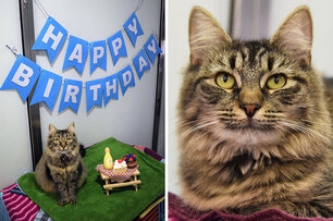 「貓咪辦生日會卻沒人現身？」40張痛苦的照片，每張都讓人直呼：好難受！