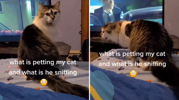 太陰了！網友拍到貓咪與「超自然現象」有詭異互動，影片曝光令人頭皮發麻！