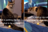 太陰了！網友拍到貓咪與「超自然現象」有詭異互動，影片曝光令人頭皮發麻！