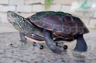 小烏龜玩滑板一躍成為烏龜界 「車神」，網友：這可能是烏龜這輩子最快的時刻