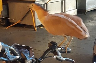 他見「神秘怪鳥」霸佔腳踏車，網友一看急喊：「不要嚇到他，否則不妙」