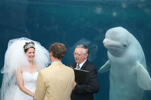 我才是主角欸！50張「搶鏡頭」的經典瞬間，小白鯨見證婚禮萌翻天