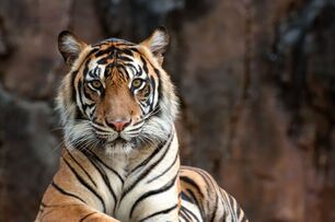 慘不忍睹！智利動物園女員工遭老虎飛撲襲擊，咬傷脖子當場身亡