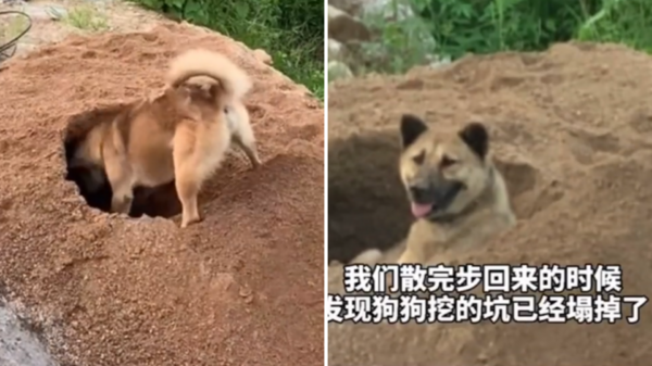 狗狗在路邊挖沙坑，路人以為在「尋寶」，晚點來看…狗狗「挖坑的目的」讓人笑翻！