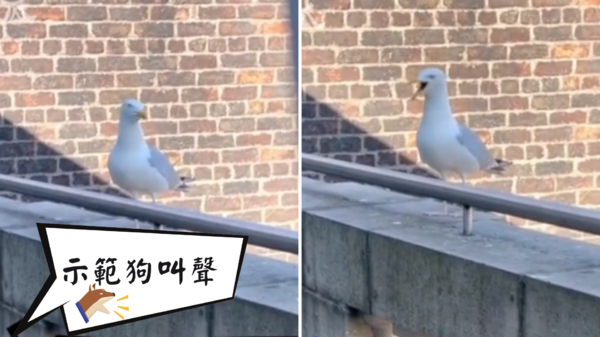 男子嫌棄陽台上的海鷗有點吵，並問他能不能發出狗叫聲，沒想到海鷗瞬間get到了