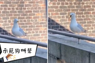 男子嫌棄陽台上的海鷗有點吵，並問他能不能發出狗叫聲，沒想到海鷗瞬間get到了