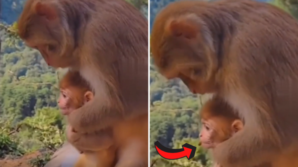 成精了！小猴子疑似被食物卡住，遊客拍到猴媽媽抱著小猴急救，網友：「連他都懂哈姆立克法」