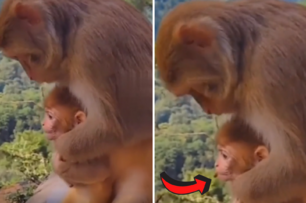 成精了！小猴子疑似被食物卡住，遊客拍到猴媽媽抱著小猴急救，網友：「連他都懂哈姆立克法」