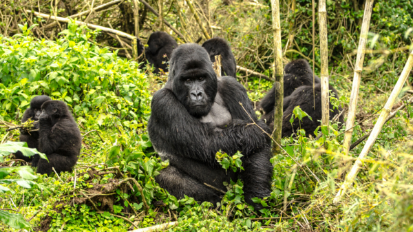 美國動物園發生聚集性感染！13隻大猩猩新冠陽性，疑遭飼養員傳染